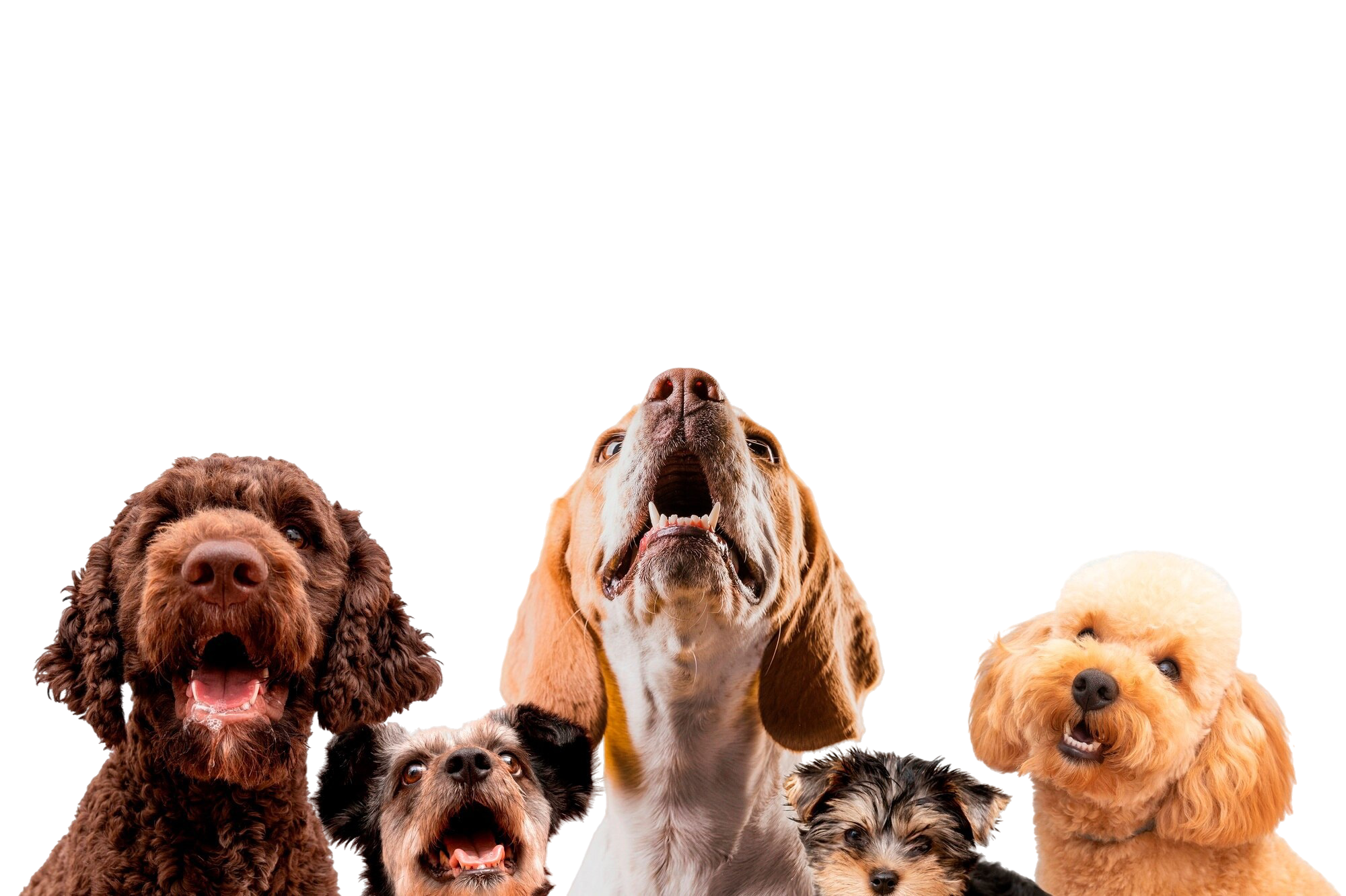 Pets felizes